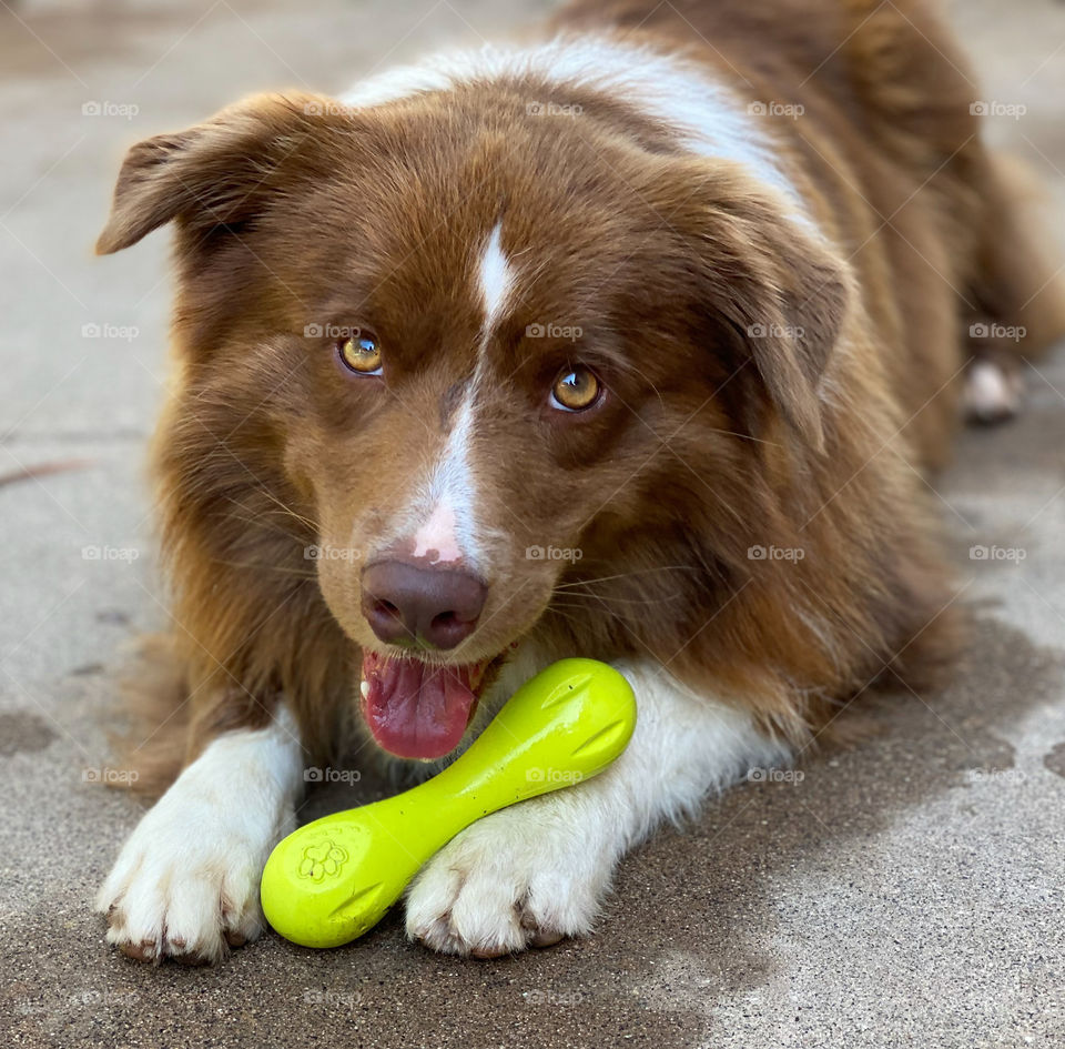 Cute brown and white border collie lying down on cement with a lime green dog bone between his paws 