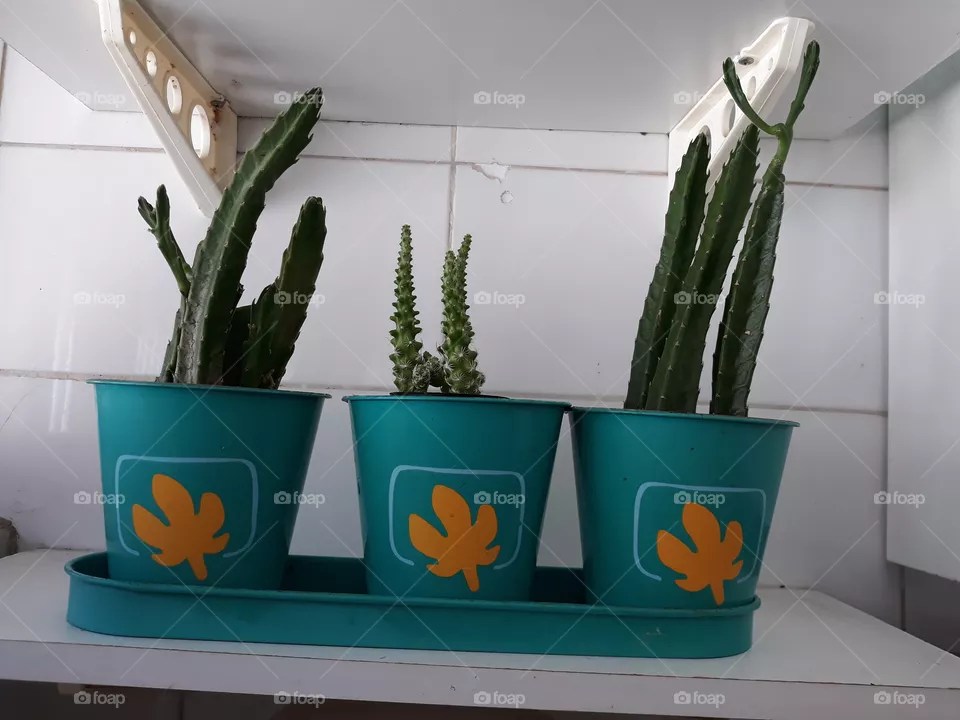 My  cactus
