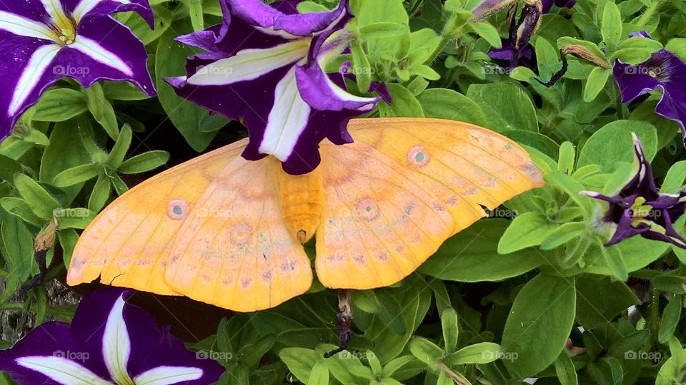 Butterfly chilling