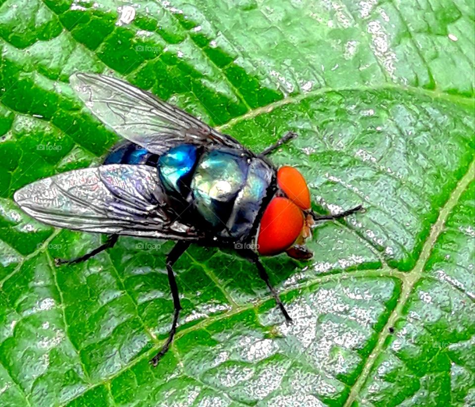 Red eyes blue body house fly.