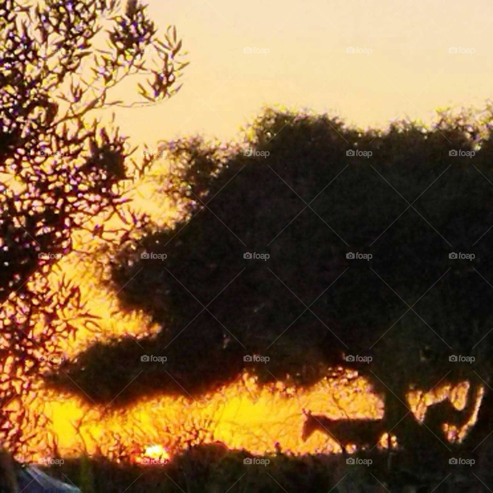 The donkey is under argania spinosa tree and splendid landscape and sunset in countryside of Morocco.