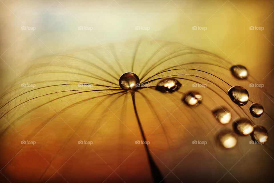 dandelion with droplets