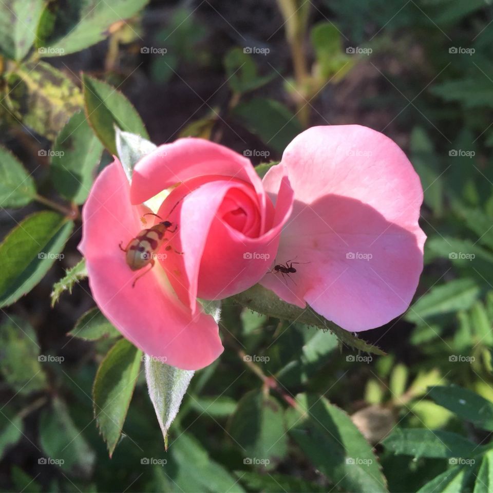 🇺🇸 Very beautiful flowers with insects on their petals. Live the nature and its wild and immaculate beauty. / 🇧🇷 Flores muito bonitas com insetos em suas pétalas. Viva a natureza e sua beleza selvagem e imaculada. 