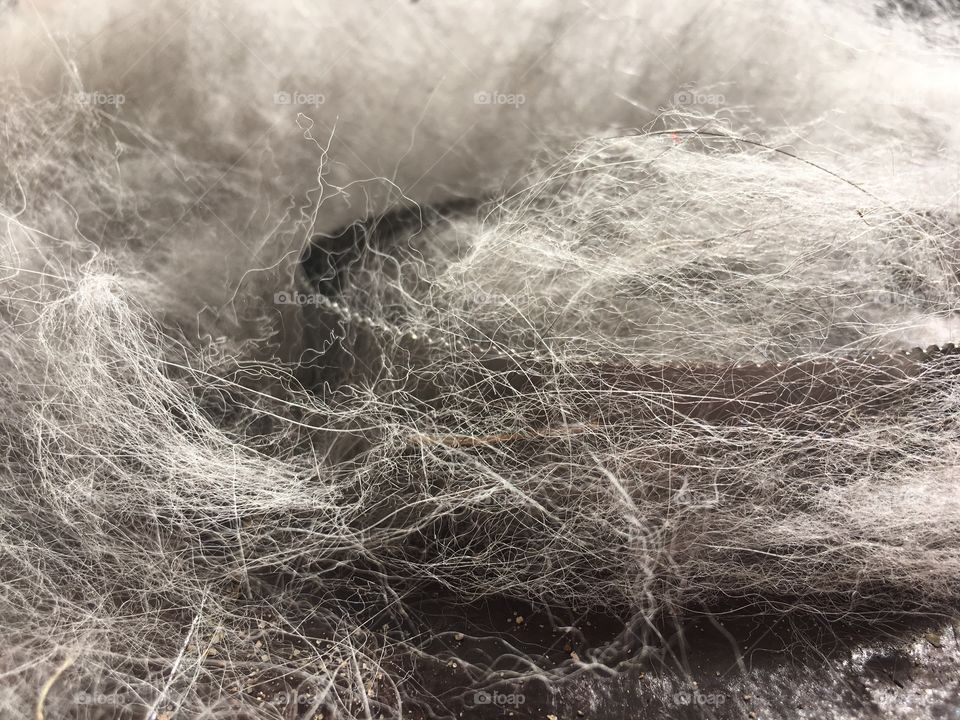 Aftermath of brushing out a husky