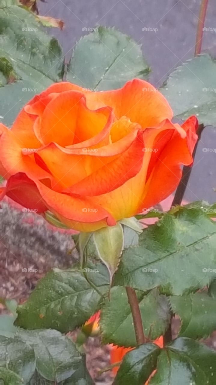 Orange rose