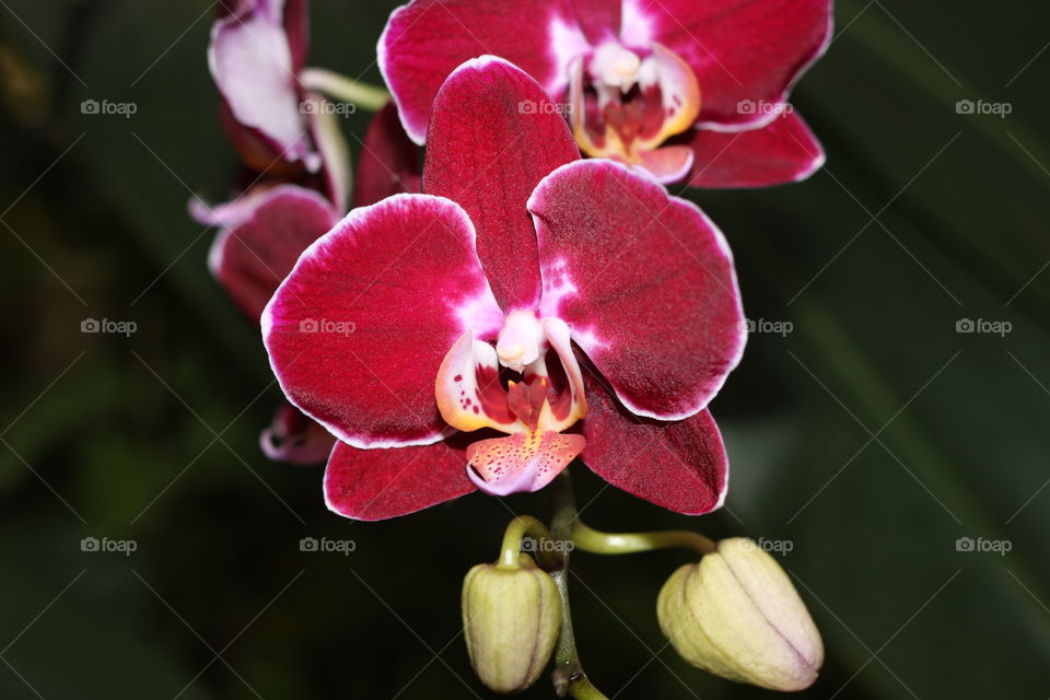 Deep magenta orchids 