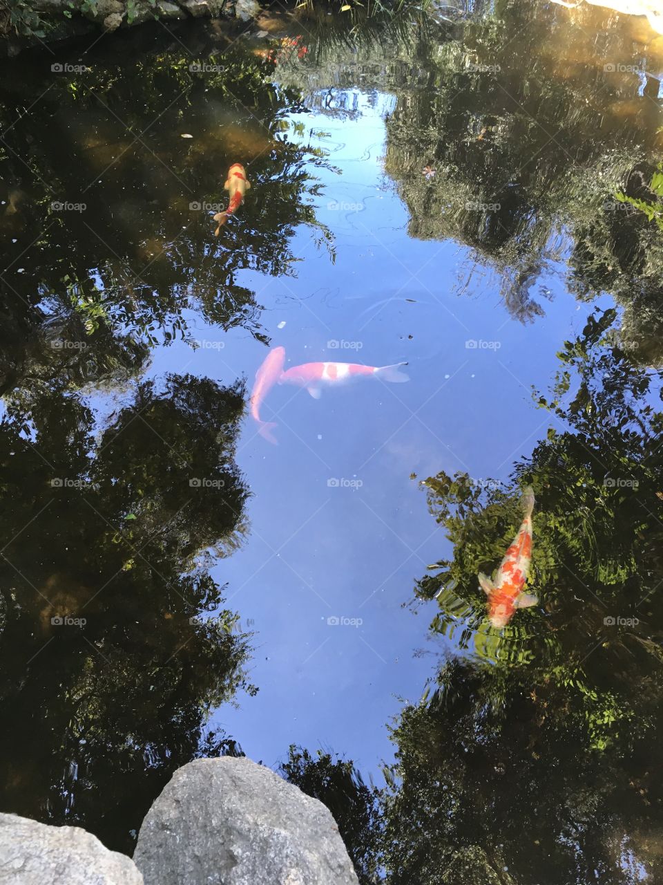 Koi swimming in sky and trees