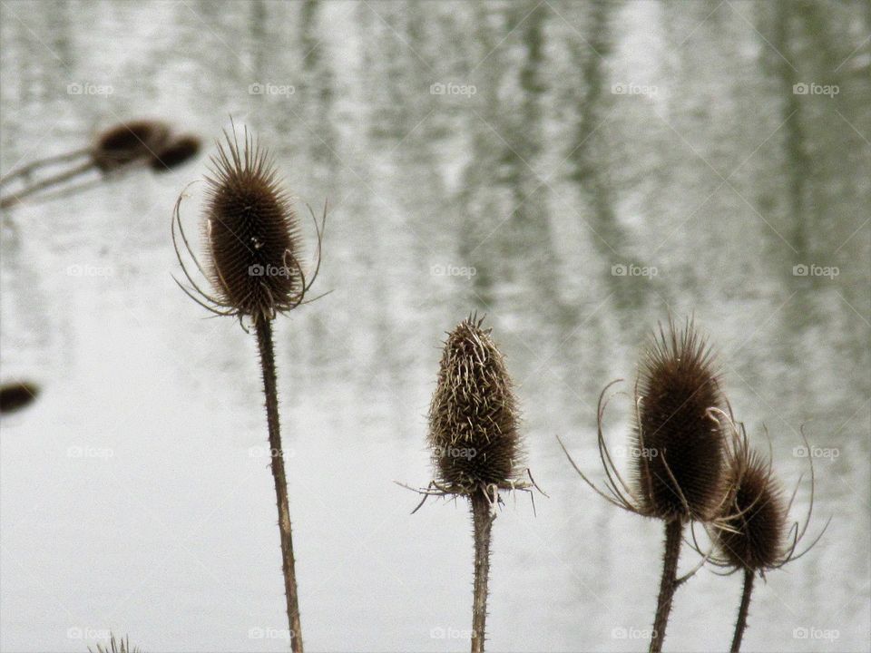 closeup of thistles