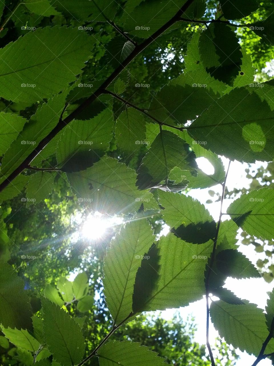 sunlight through the trees