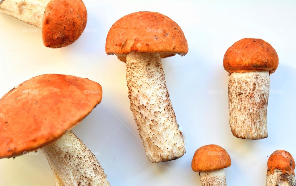 boletus orange cap