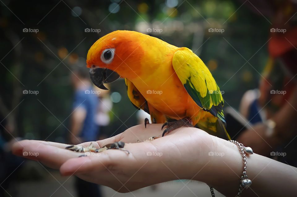 Close up photo. Exotic parrot eating in the palm of its owner's hand.