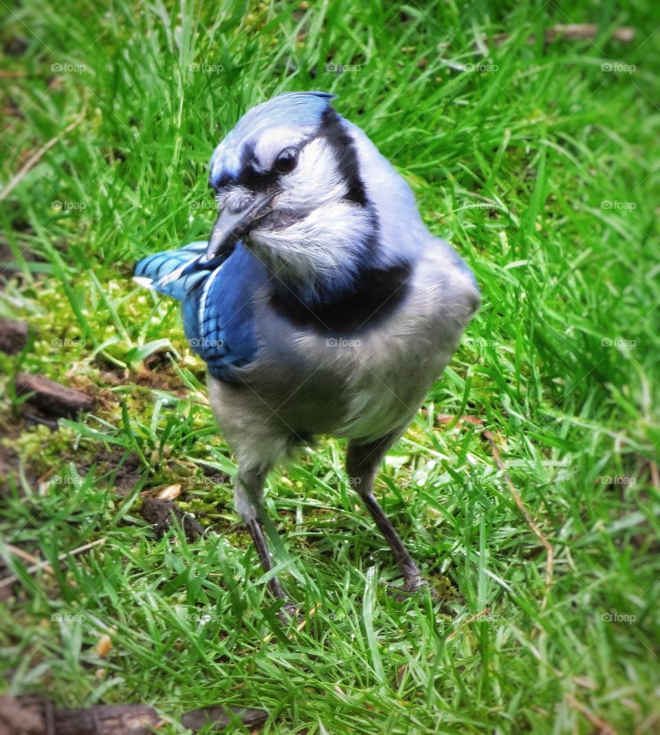 Blue Jay