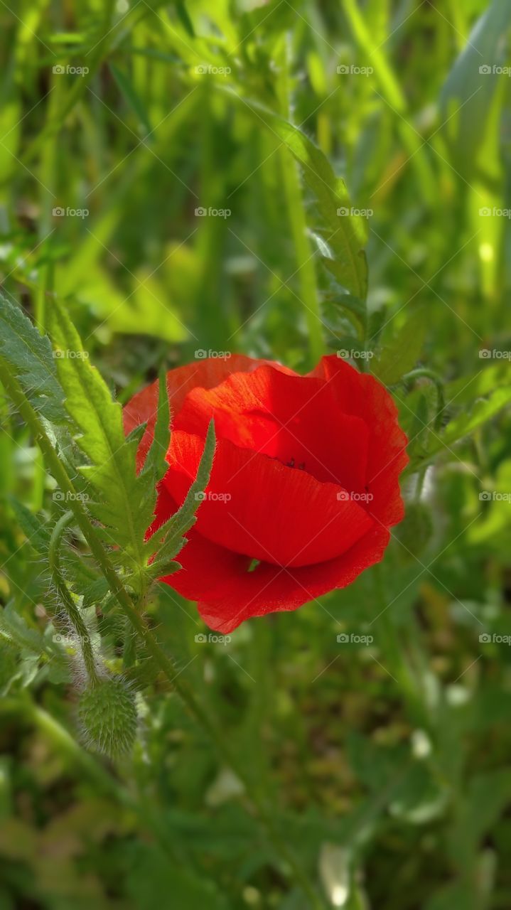 Red poppy