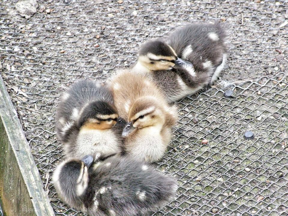 Beautiful ducklings