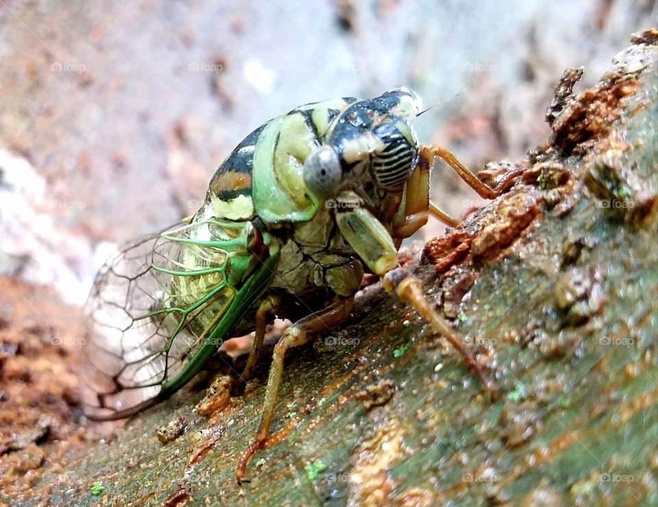 Awesome Cicada Close-up