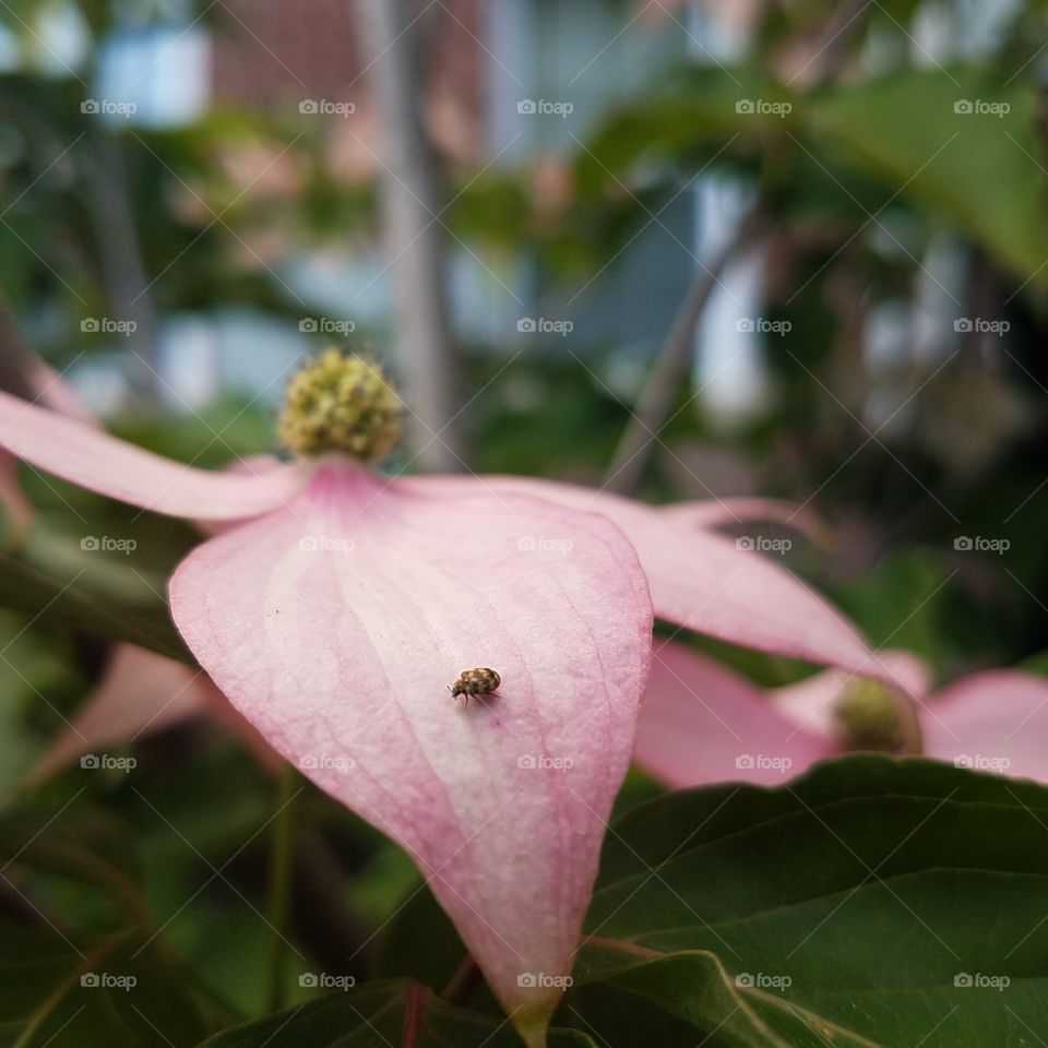 beetle bug on flower petal