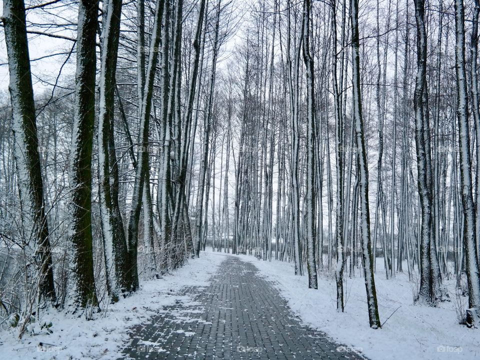 Snowy morning 