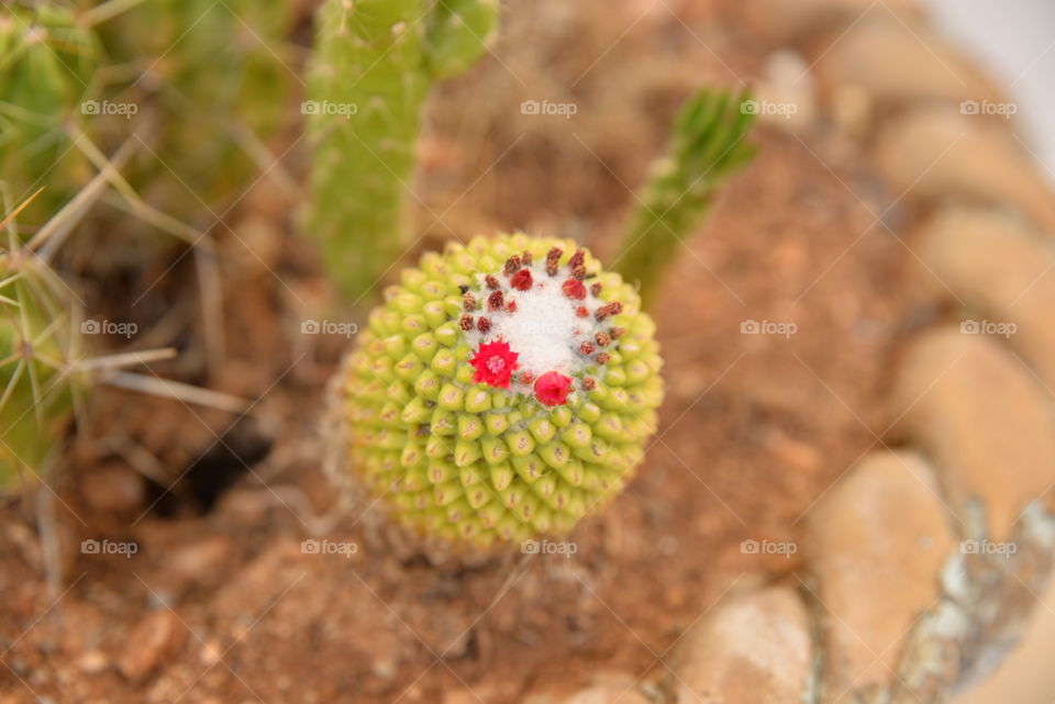 Cactus flower