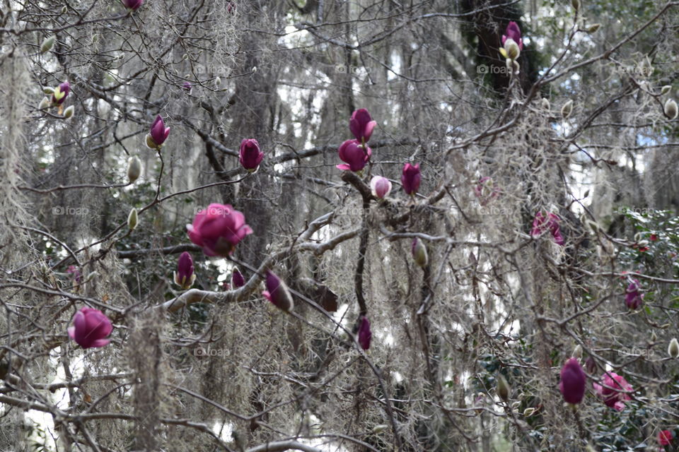 Magnolias in Florida in Winter