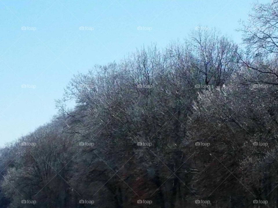 Ice on the trees