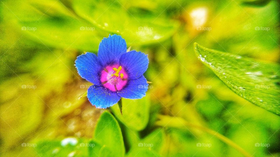 Blue Flower