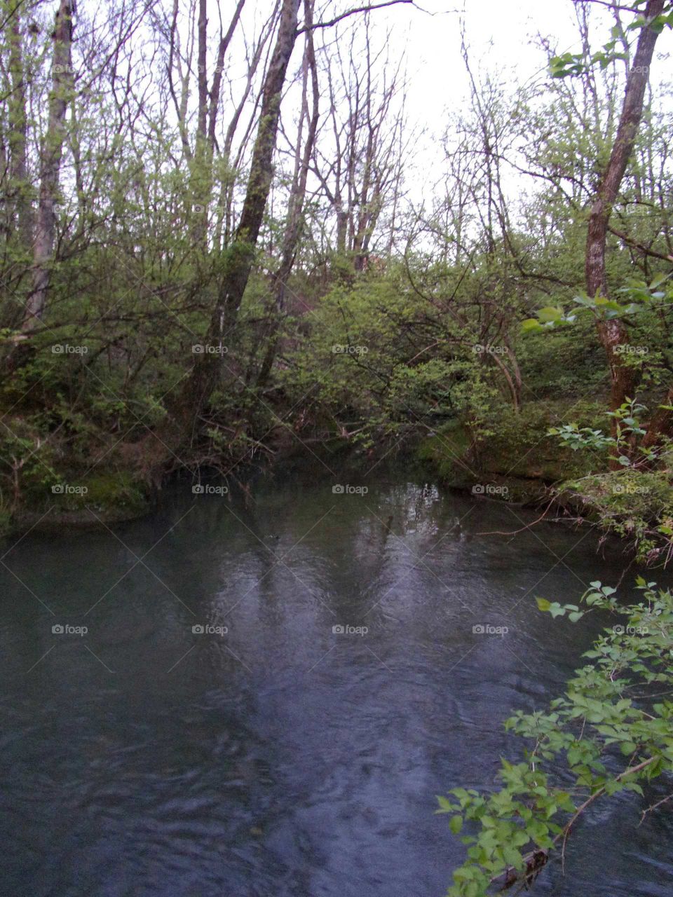 beautiful creek surrounded by budding brush, trees and moss