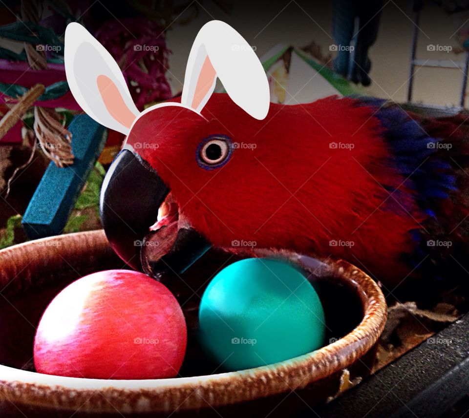 Sadie the Easter Parrot tending to brightly colored eggs. Happy Easter ! 