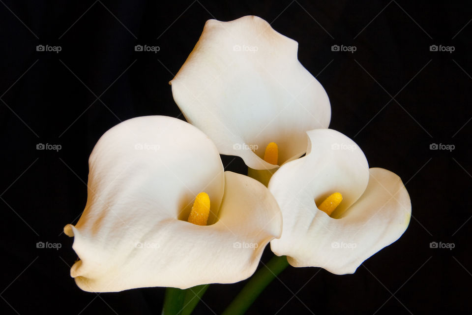 The rule of odds apply for this composition. Image of 3 arum lilies white flowers on a black background.