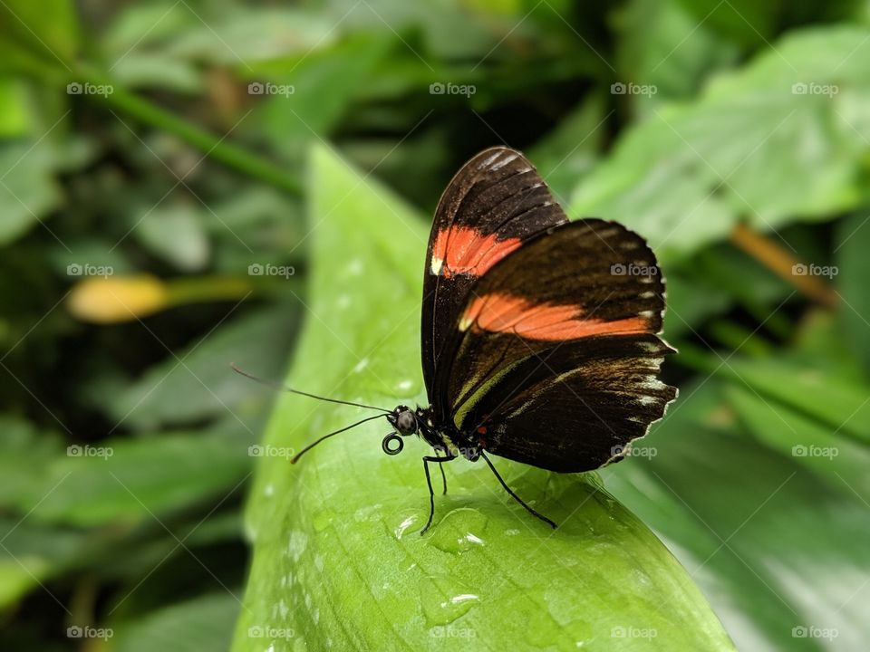 Butterfly on Leaf