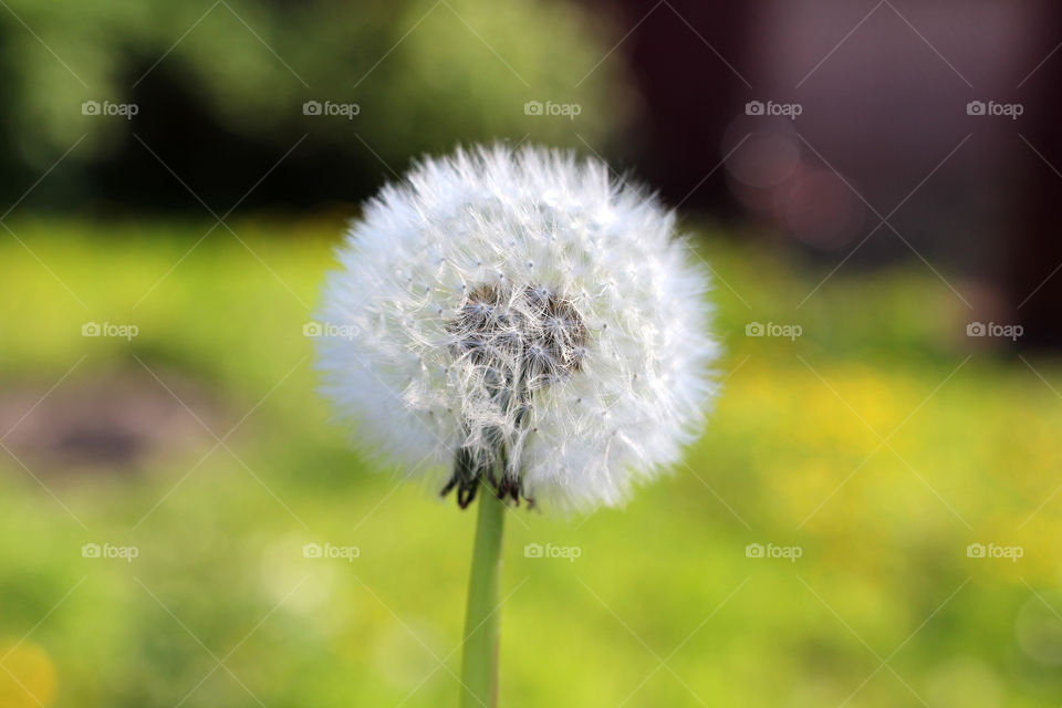 Dandelion, flower, vegetation, plants, meadow, meadow, village, sun, summer, heat, nature, landscape, still life, yellow, white, beautiful, furry,