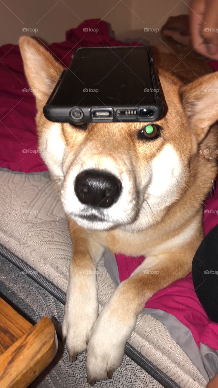 Shiba Inu with Note 9 on his head. 