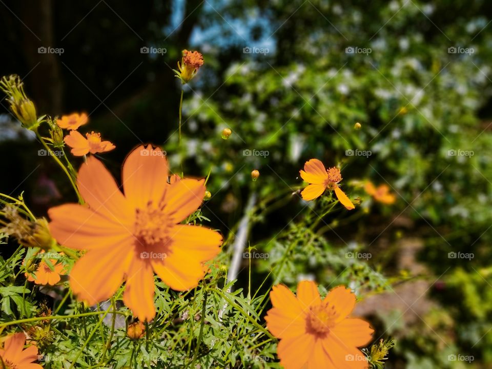 Cosmos sulphureus is a species of flowering plant in the sunflower family Asteraceae, also known as sulfur cosmos and yellow cosmos.