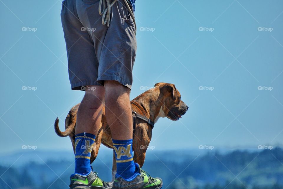 Dog enjoying summer