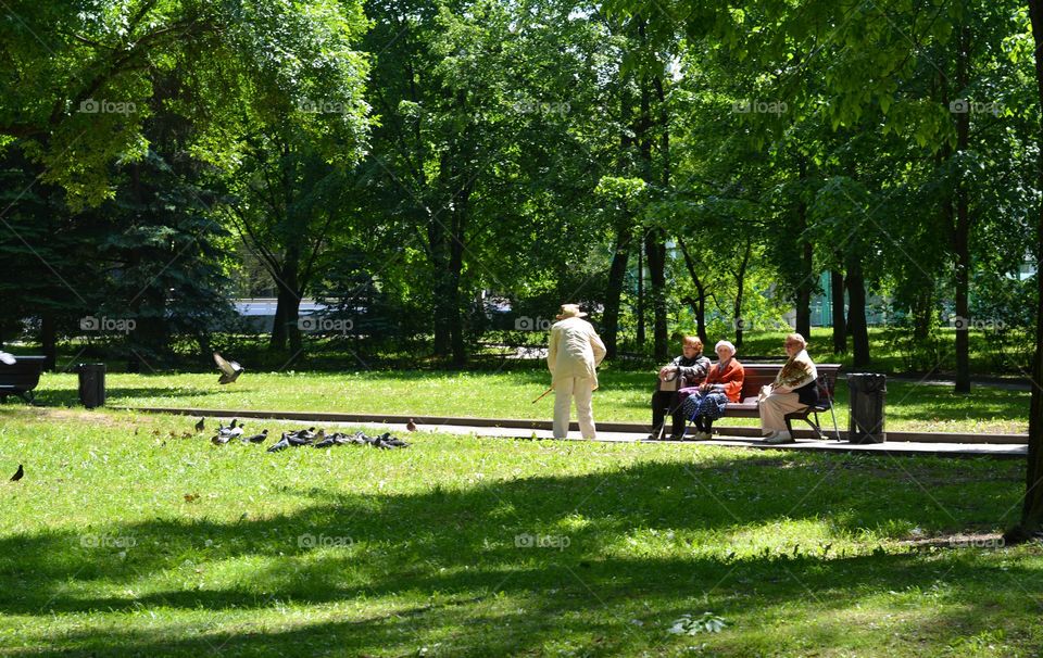 Park, Tree, Landscape, Grass, Summer