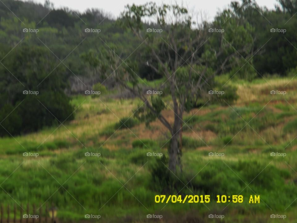 tree 🎄 near pond. This is a picture of a tree 🎄 near the pond that I discovered while out exploring this morning in Graham Texas