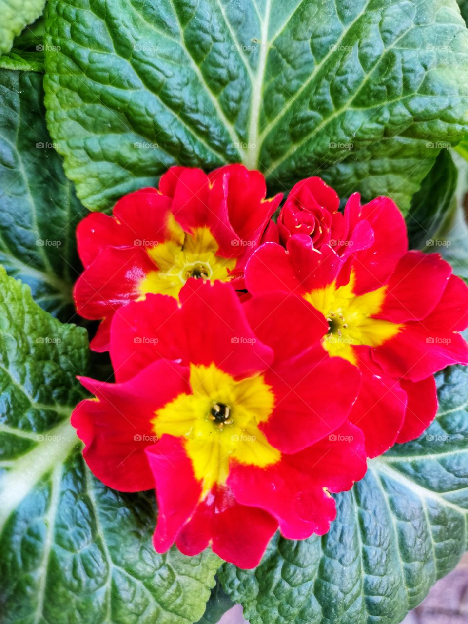 Beautiful red flowers