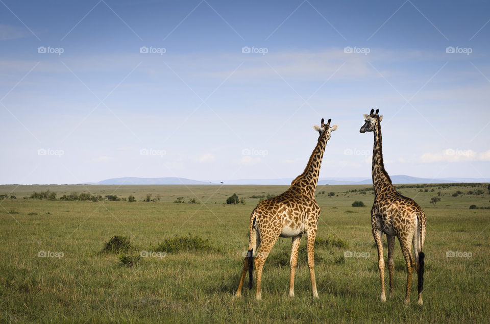 Two giraffes standing in grass