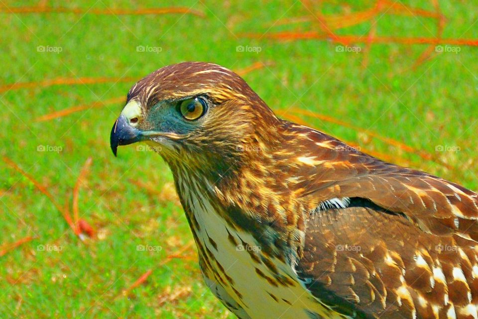 Hawk eye 