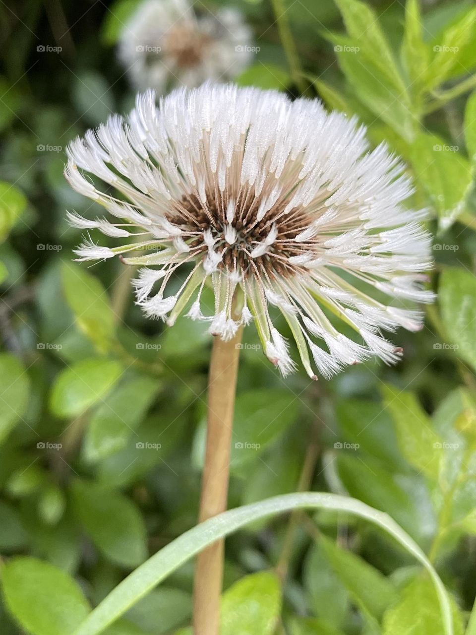Dandelion 