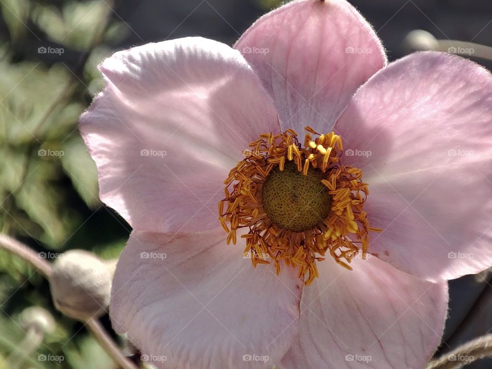 Macro photo of a flower growing in the garden