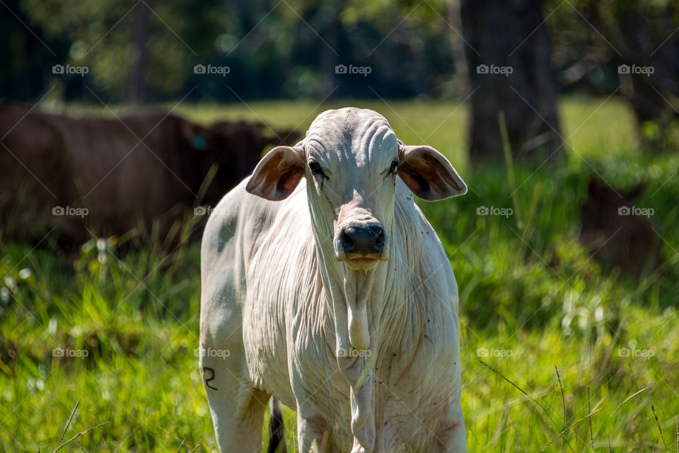 Cattle on wetlands farm 