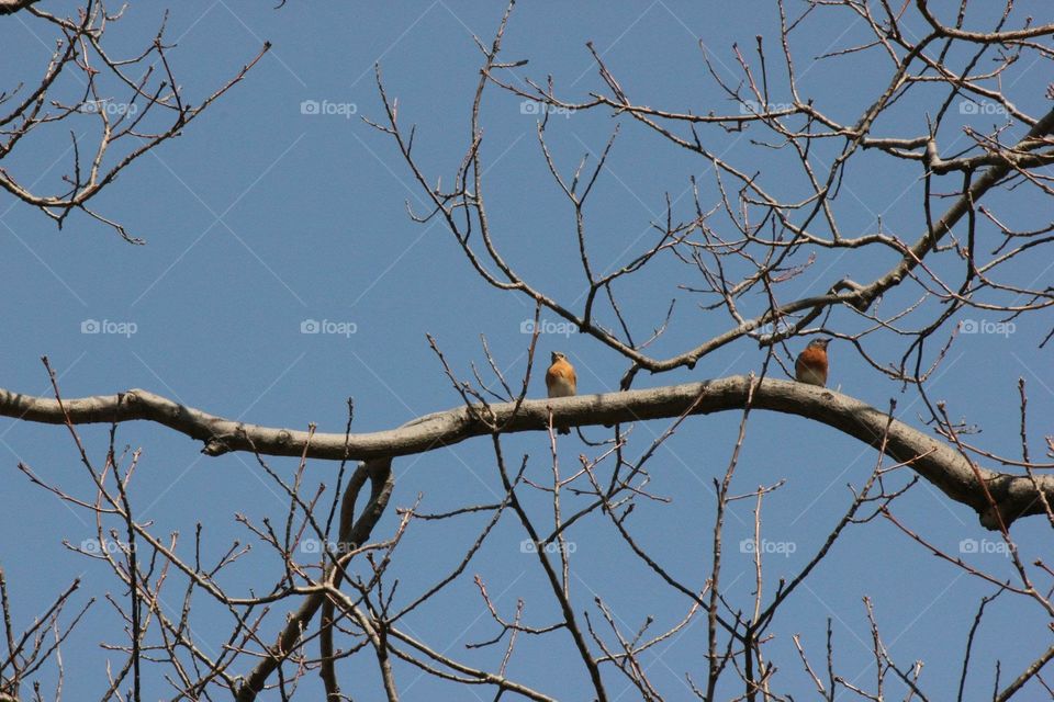 Two birds one yellow perched in a tree on branches with blue sky
