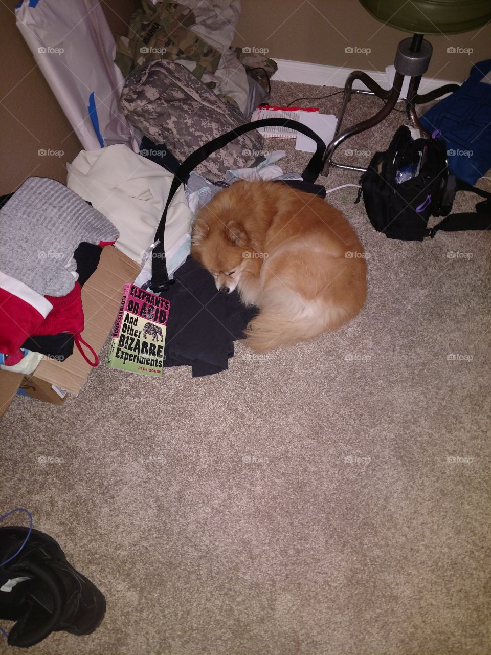 My 15 year old Pomeranian taking one of his billion naps on my stuff I'm trying to put away.