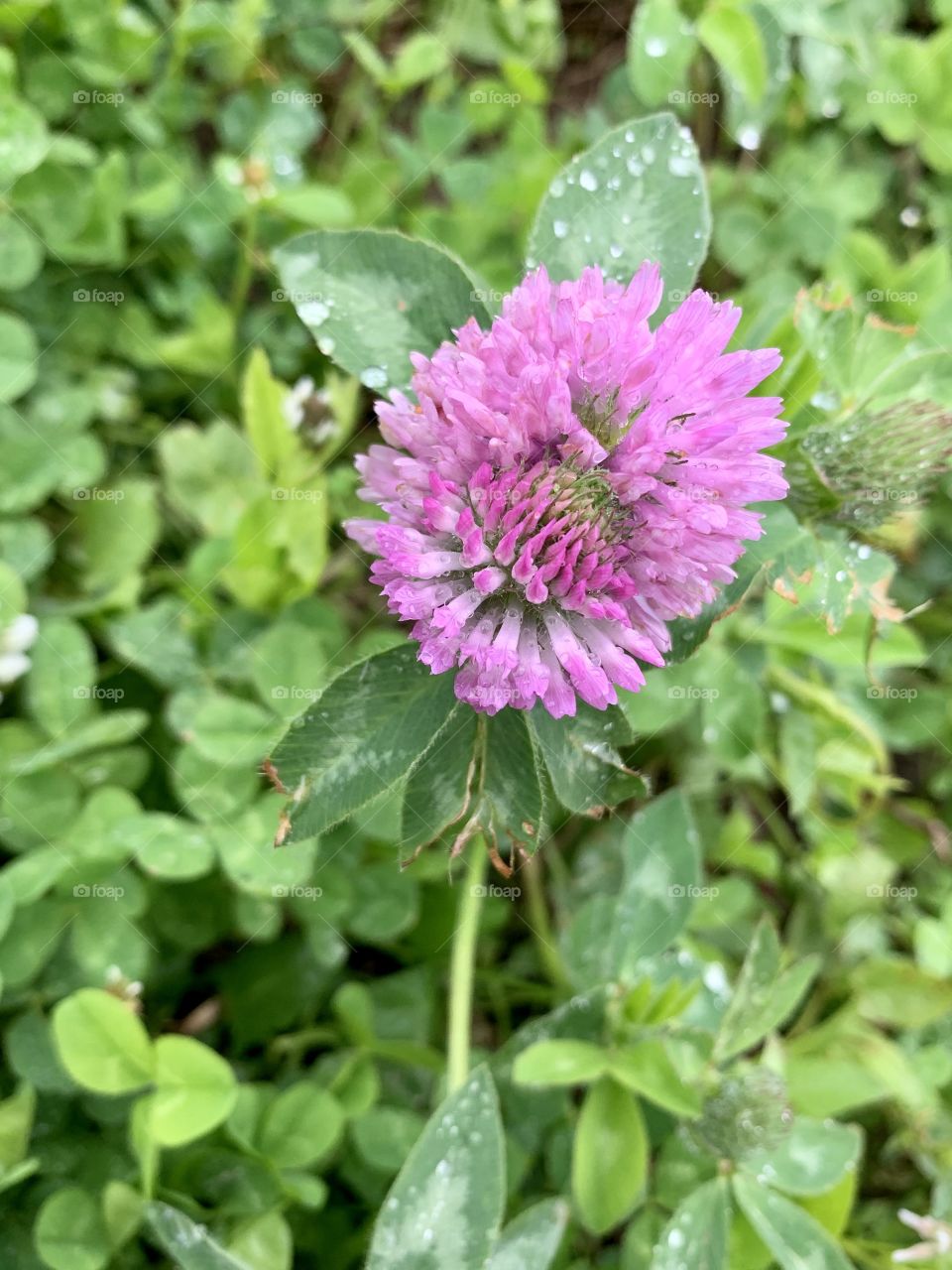Closeup of a single blooming Red Clover blossom against s blurred green background 