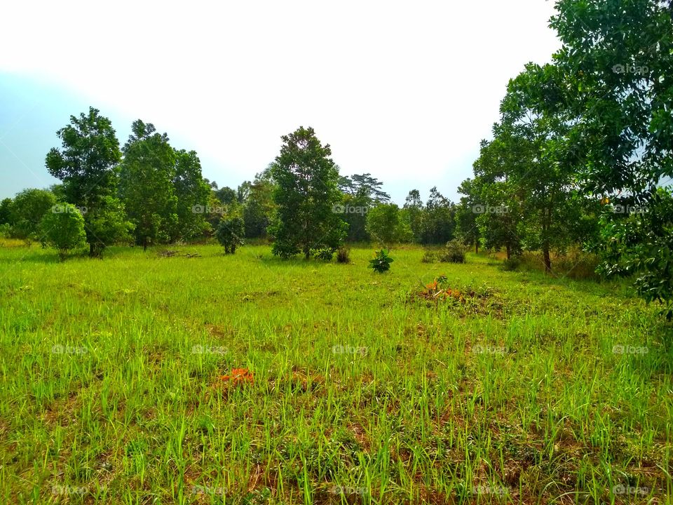 Green grass and trees