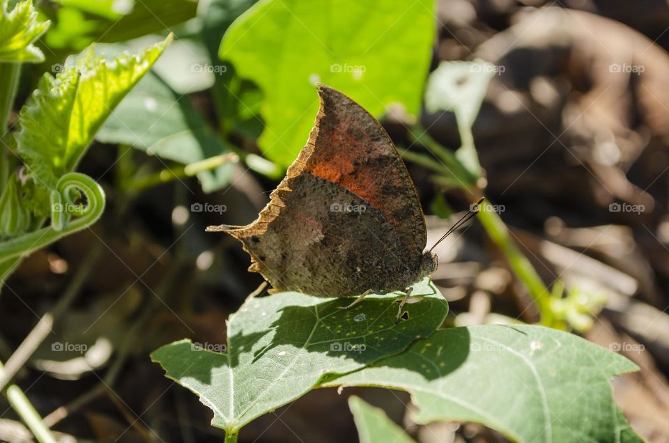 Dry Leaf Butterfly On Leaves