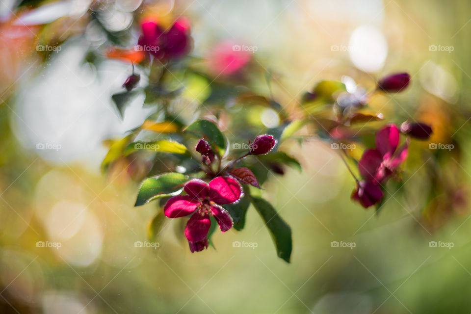 Blossom branch of crabapple at sunny day