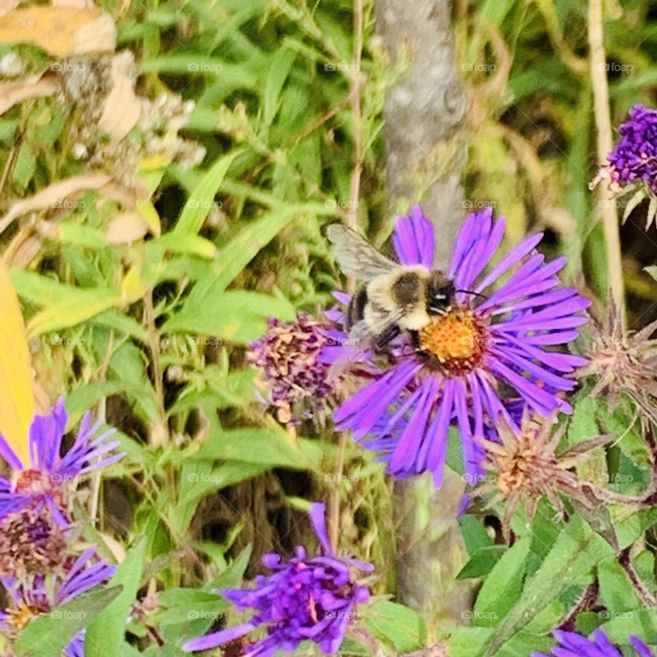 The flower and the bee 🐝