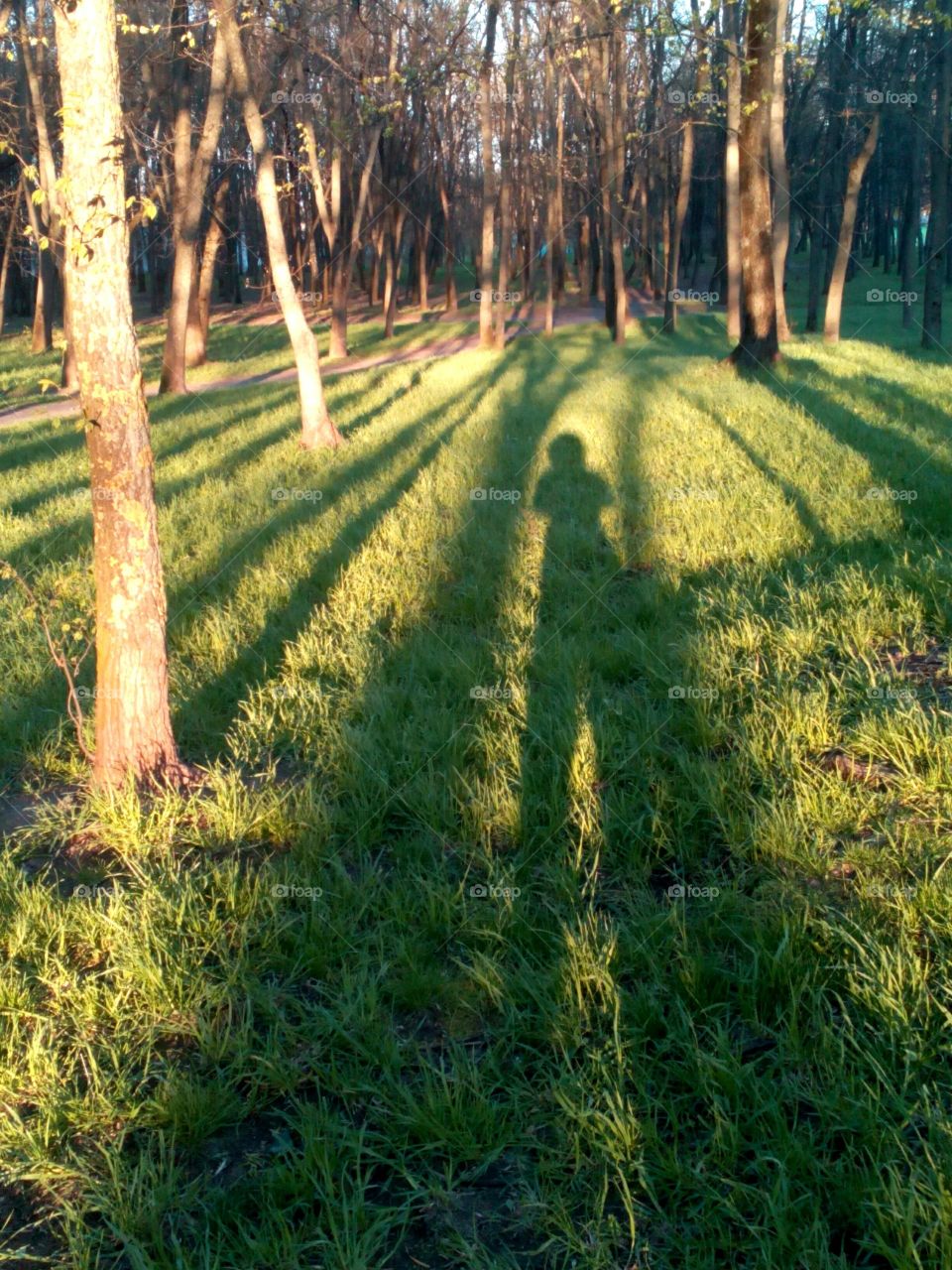 Nature, Wood, Landscape, No Person, Grass