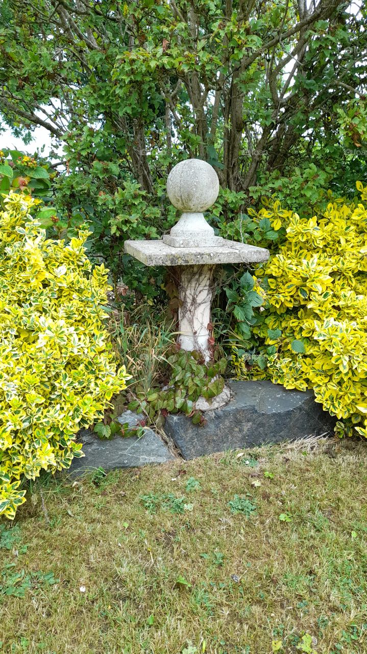 Summer Garden ivy and things